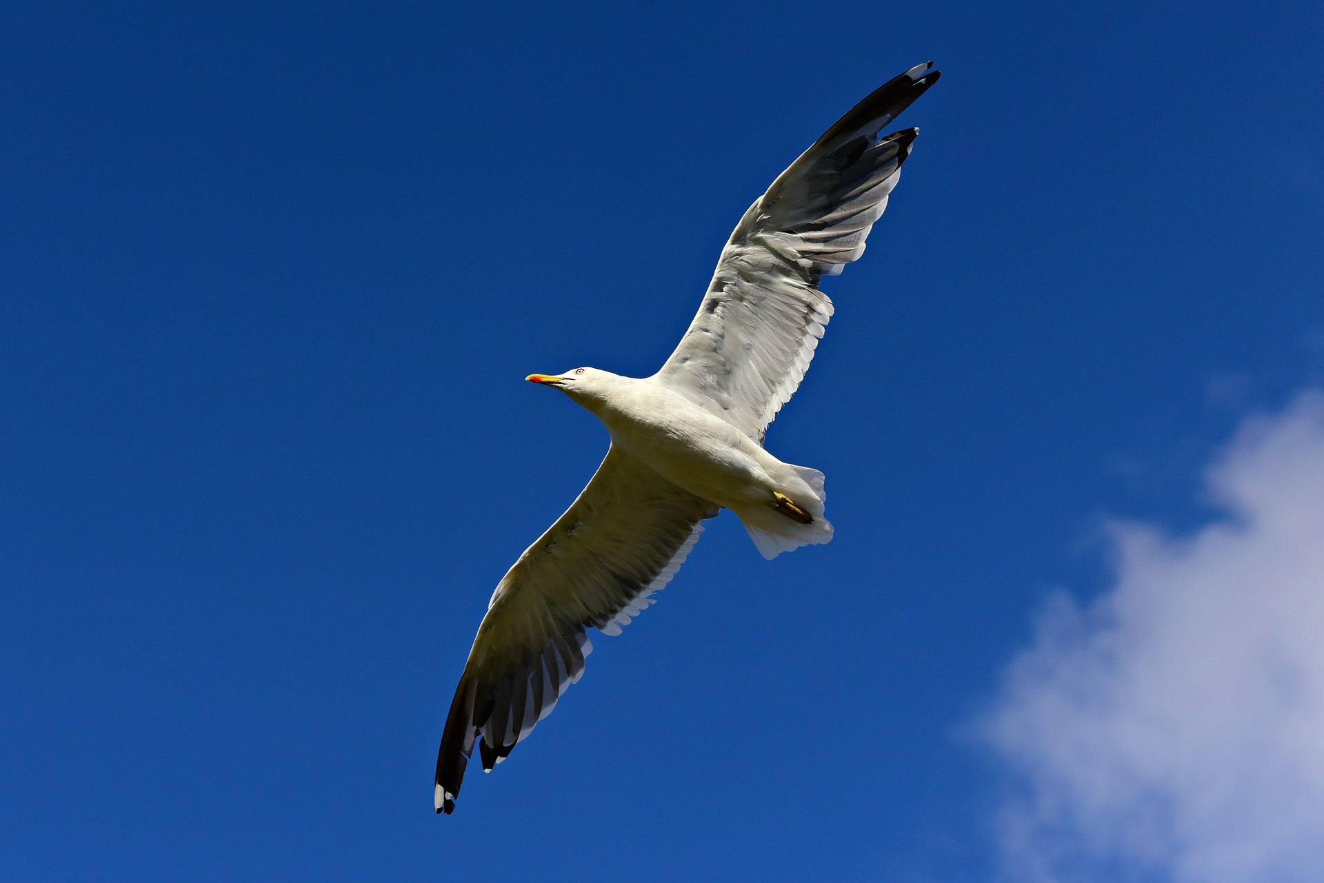 soaring bird