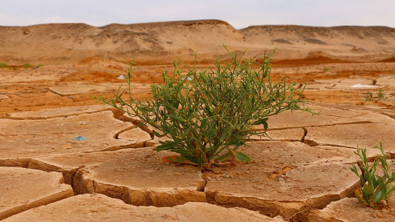 Global Climate Action    
