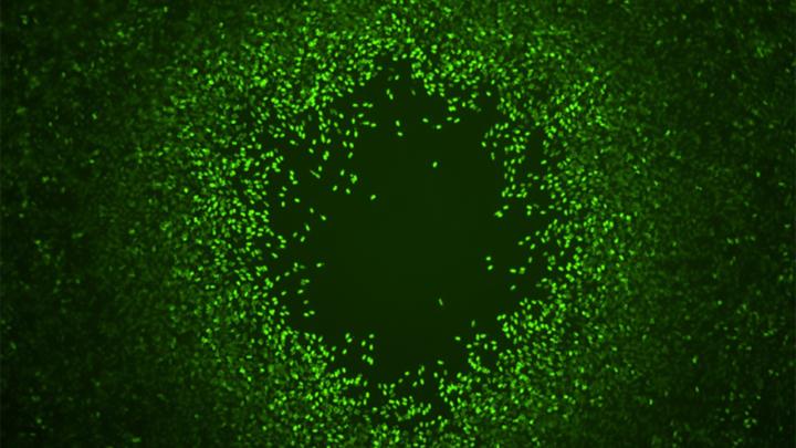 Fluorescent spores